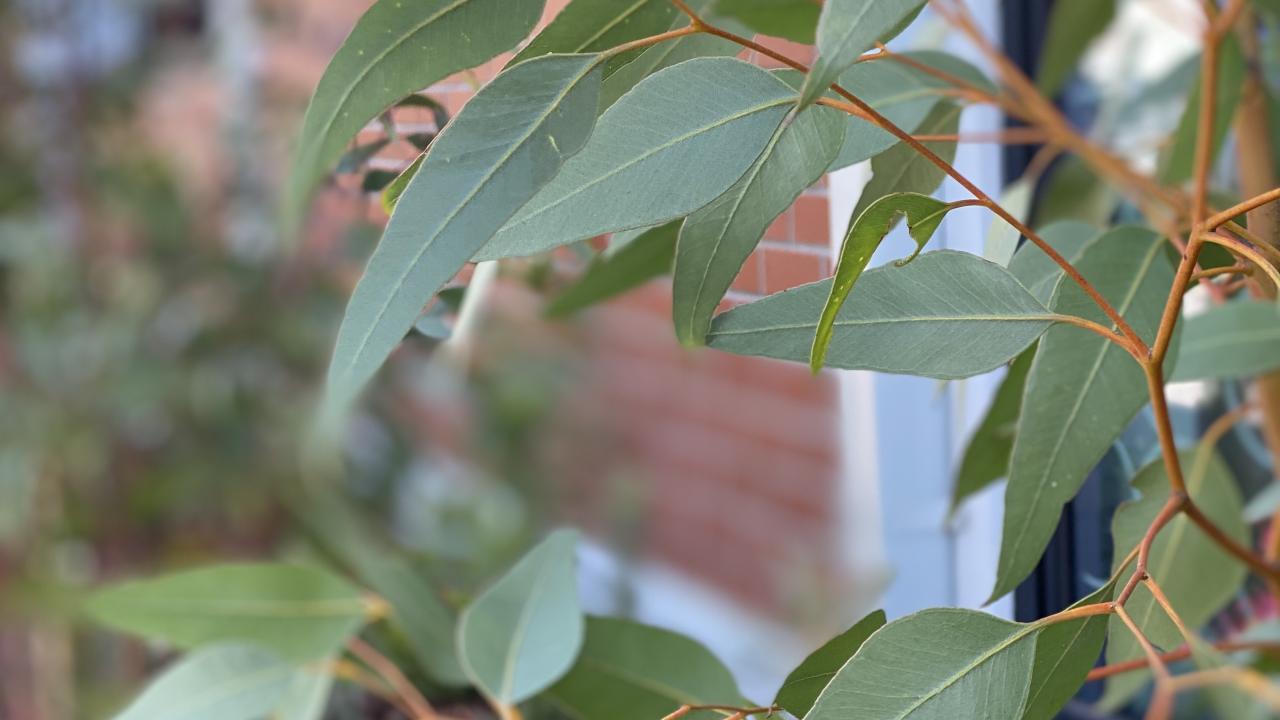 gum leafs 
