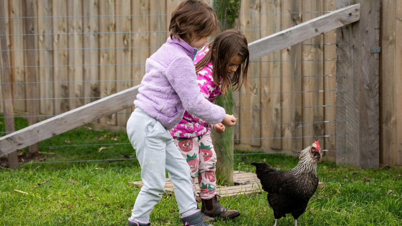 Two children chasing a chicken in a yard