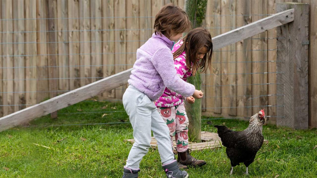 Children in open range outdoor grass area feeding the chicken