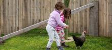Children in open range outdoor grass area feeding the chicken